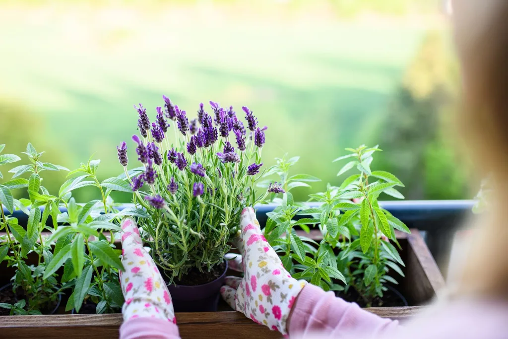 planting-lavender