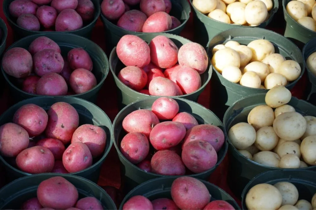 robertson-potato-festival