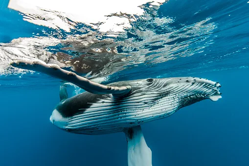 Incredible footage shows a humpback whale saving a diver from a shark