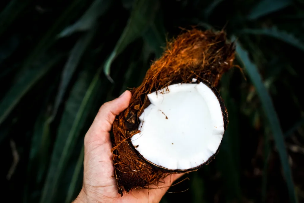 Coconut