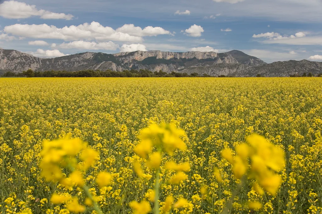 Canola oil flowers