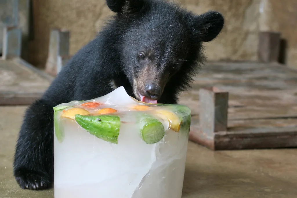 fruit ice blocks