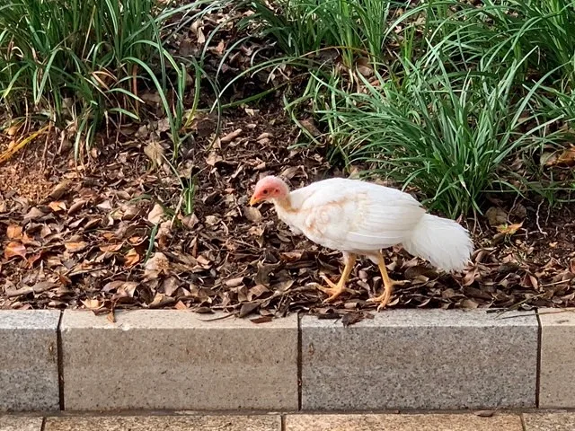 The rare albino bush turkey