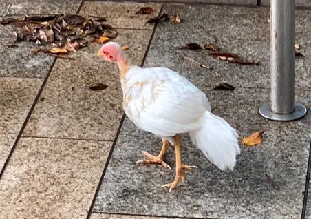 albino-bird