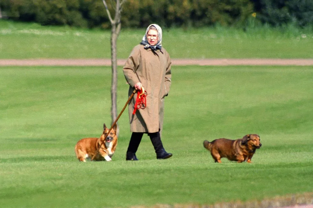 Queen corgis