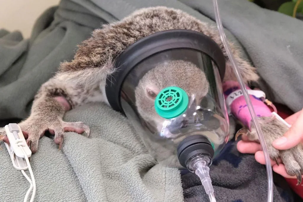 Bindi Irwin orphaned kangaroo