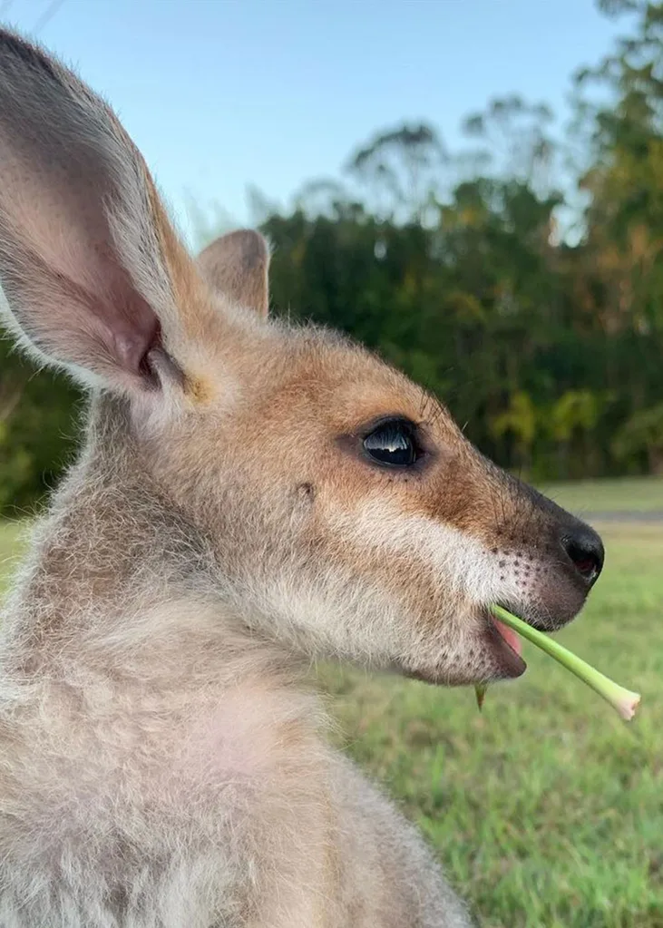 Bindi Irwin orphaned kangaroo