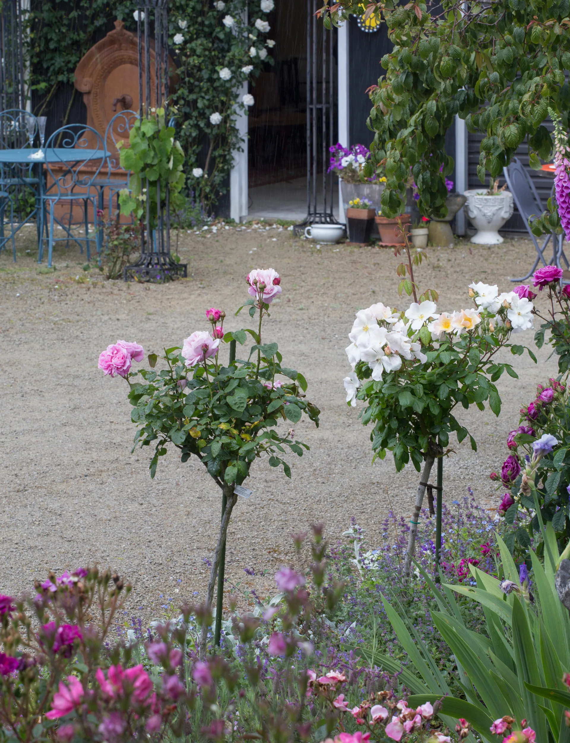 Rambling roses are trained over walls and arbours to create a summerhouse feel.