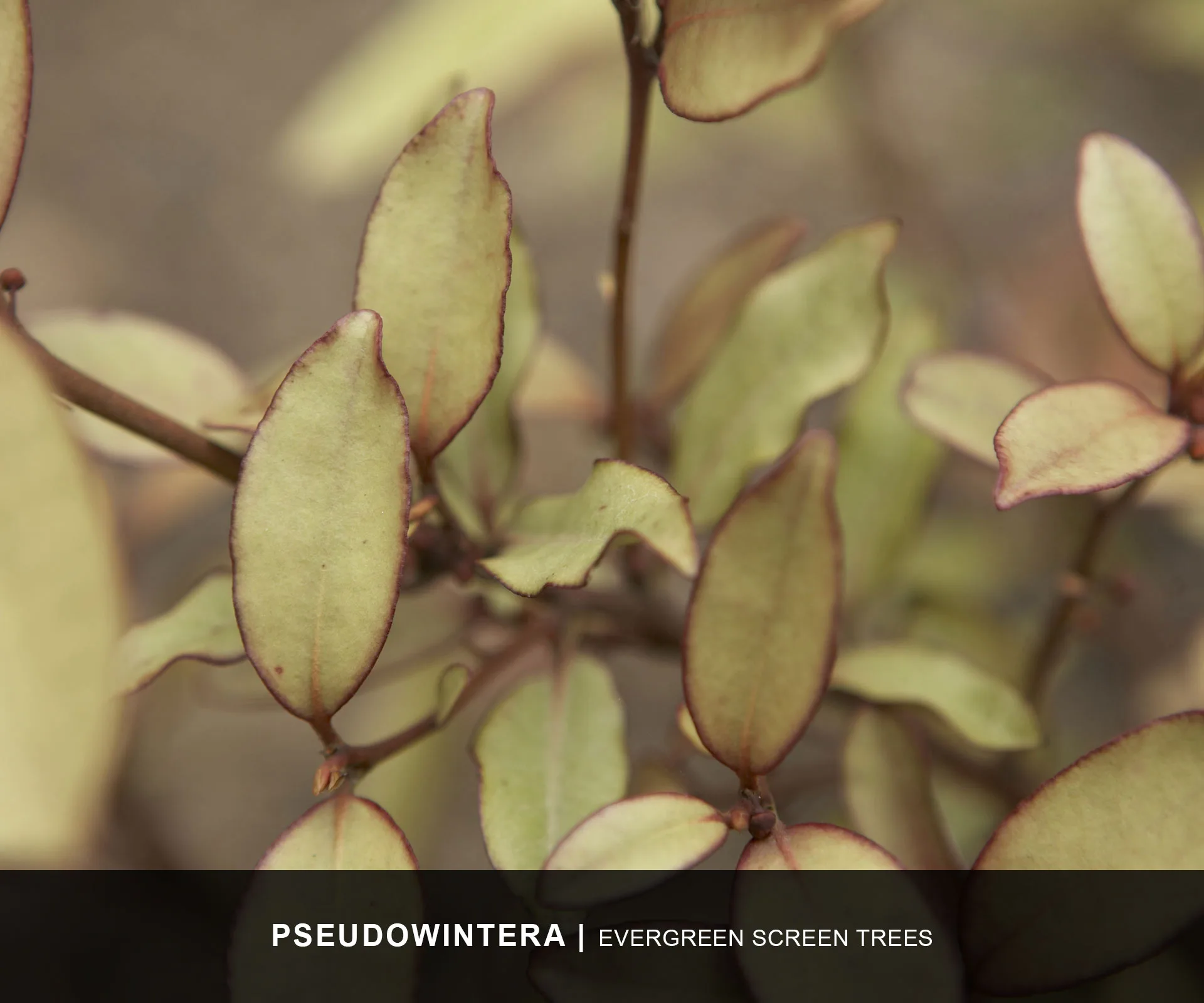 Pseudowintera-colorata-2