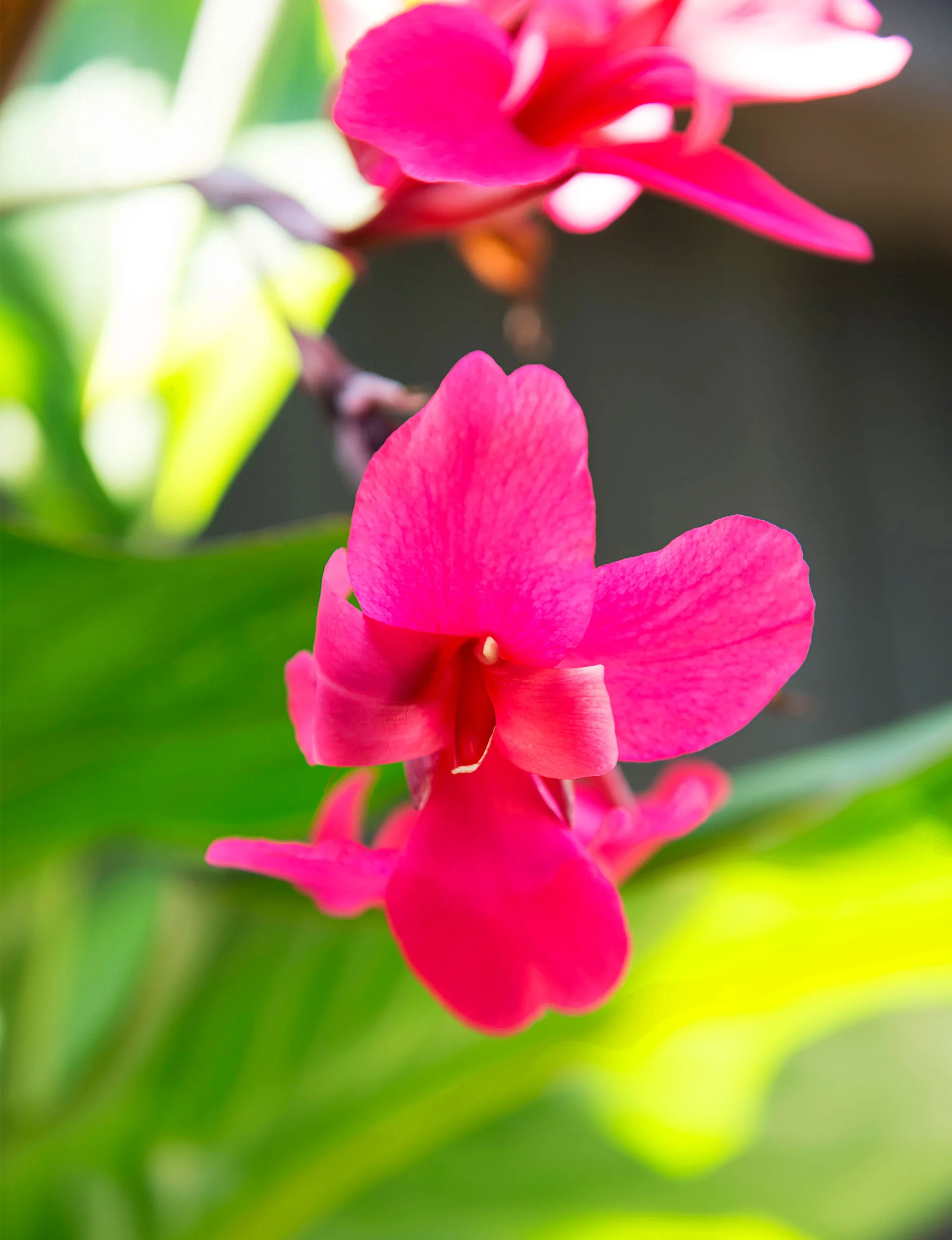The cerise of the canna flower
