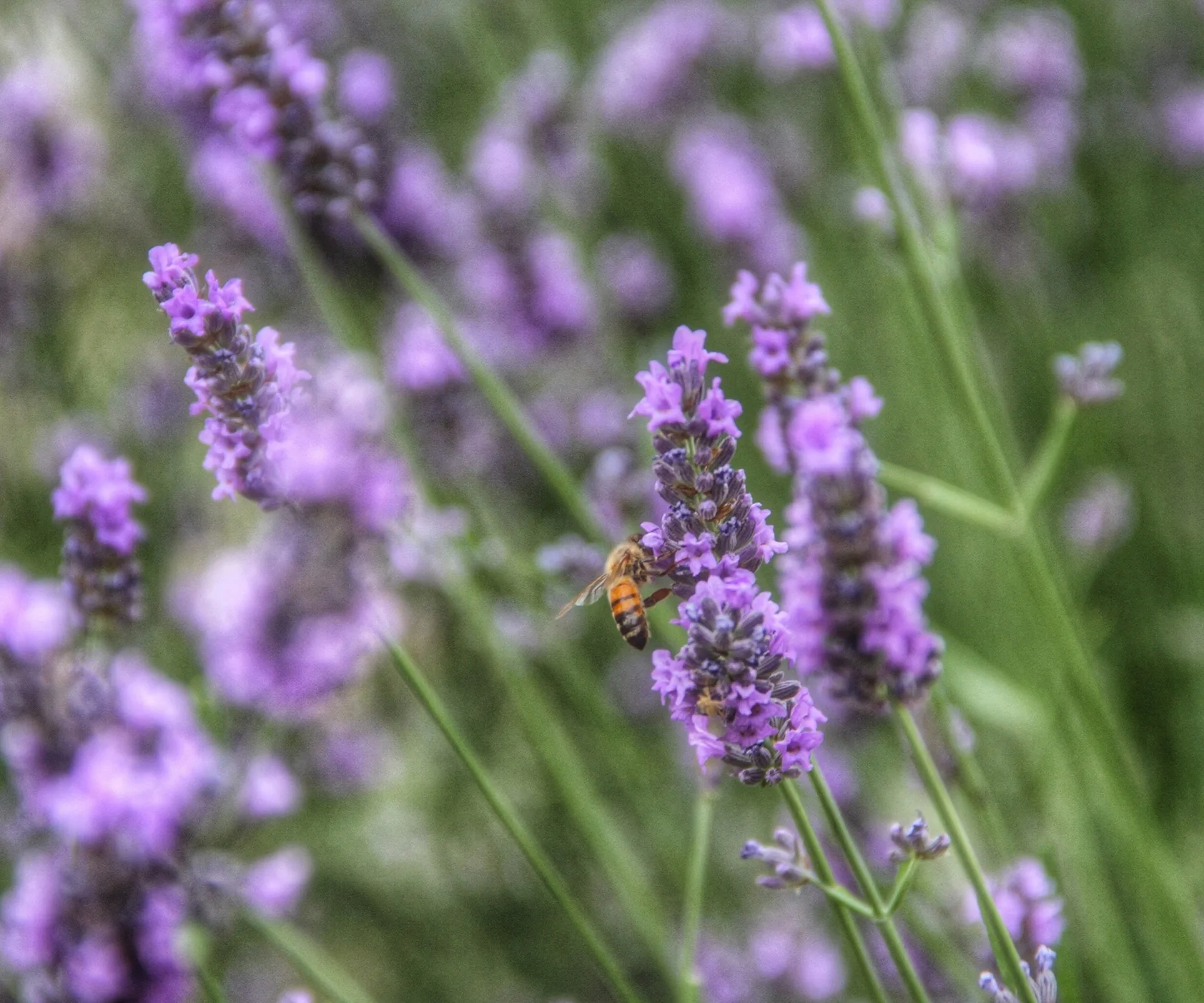 Bee-friendly lavender.