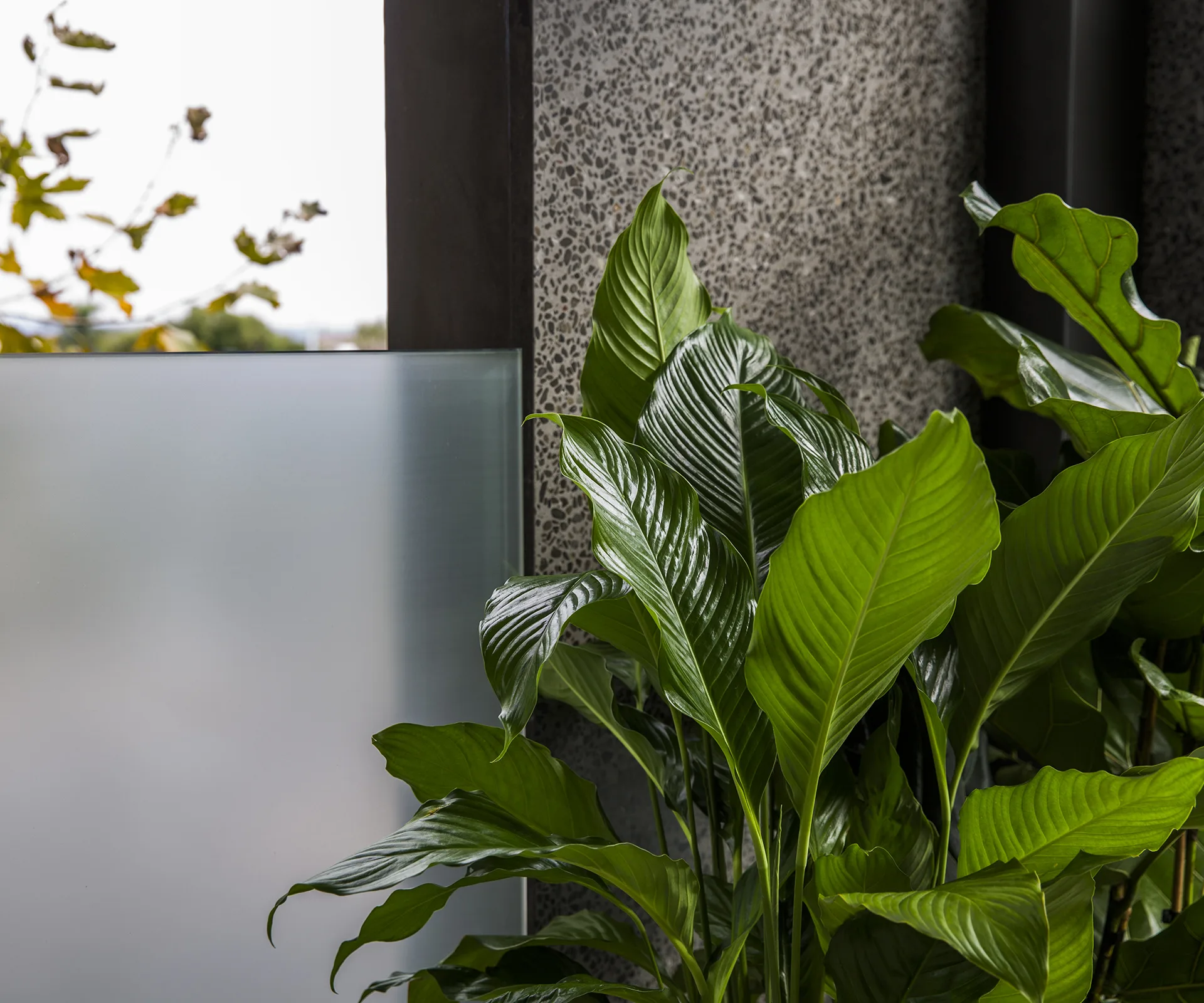 YH0616_GDN_indoorplants_YHG1604SweeneyHome_4926