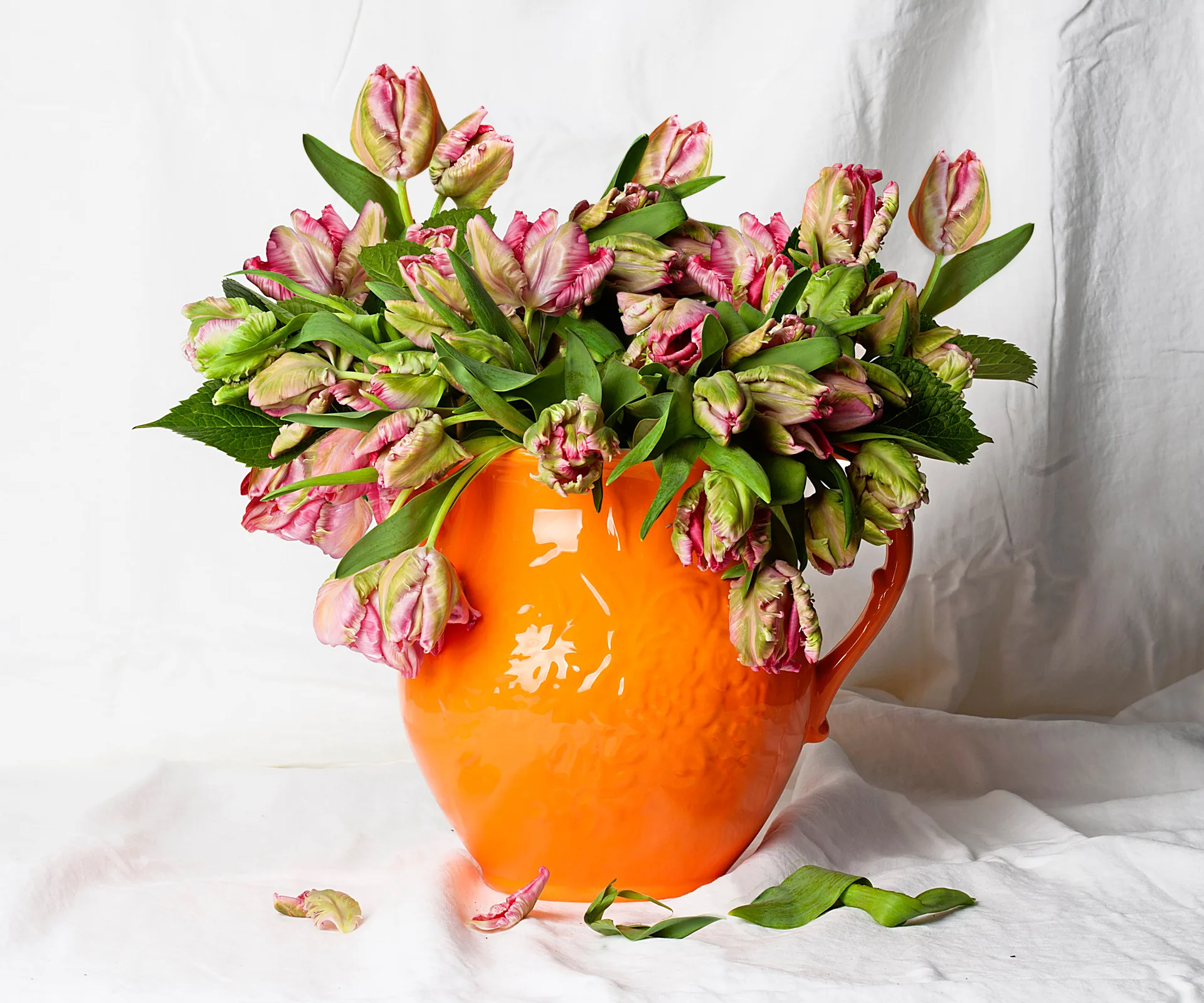 Parrot-tulips