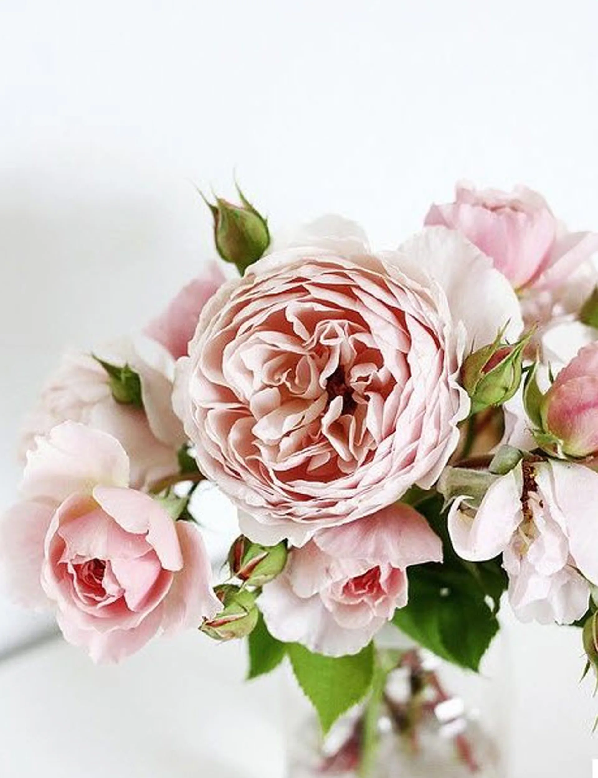 garden-roses