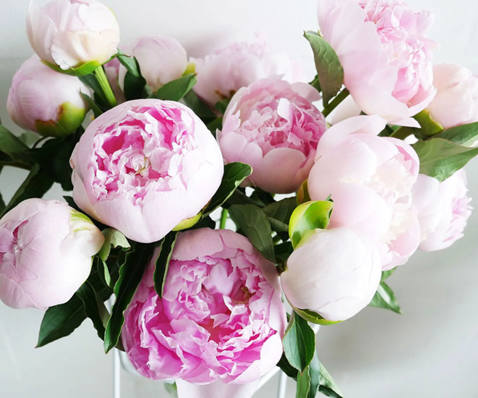 peony