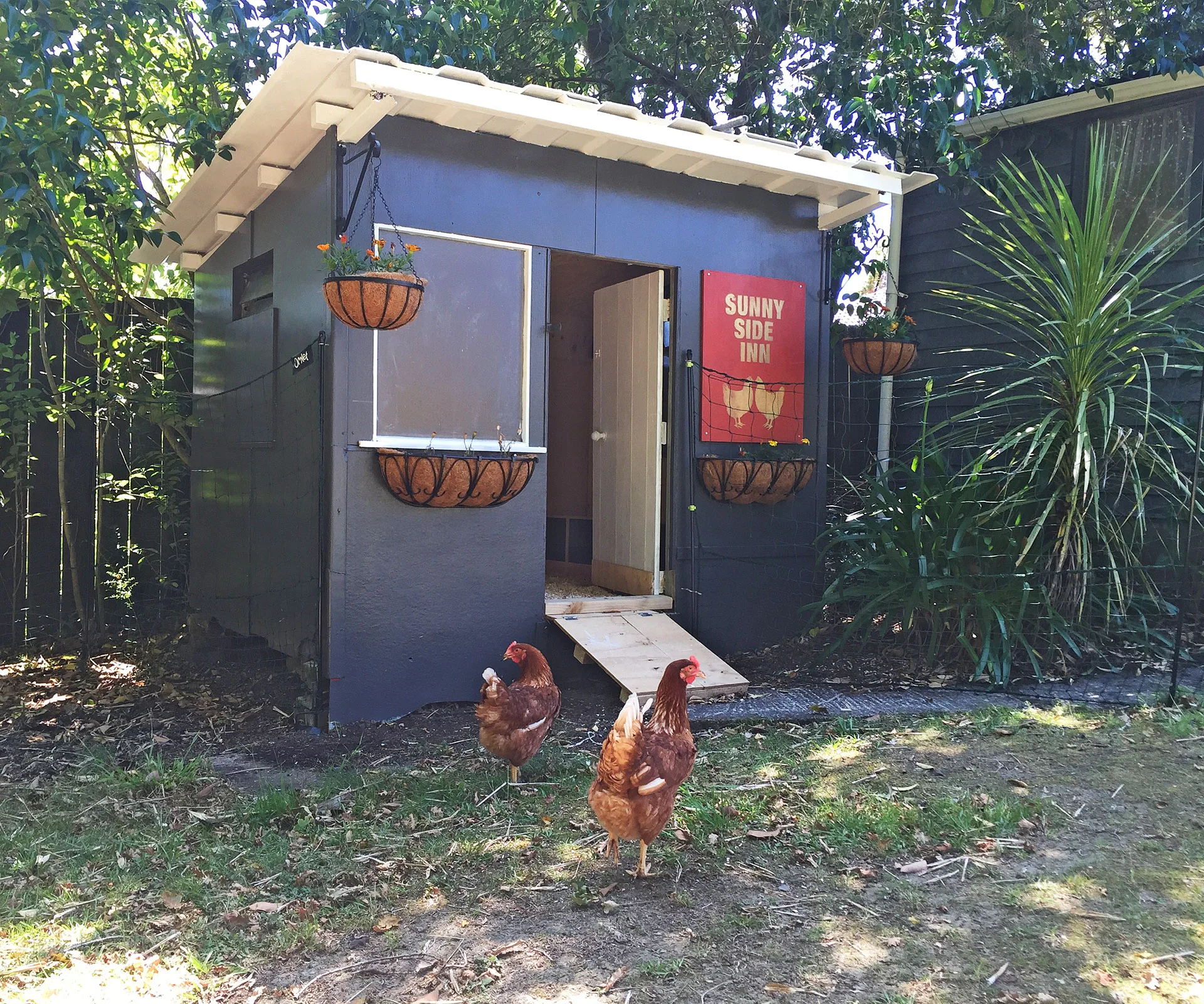 chickens