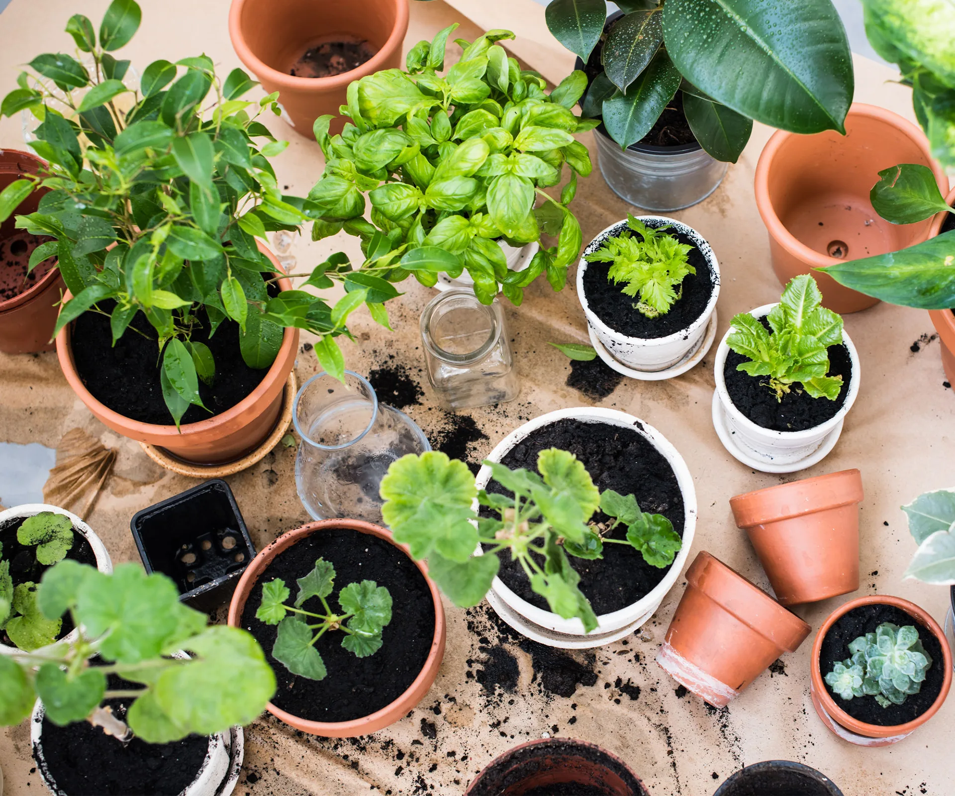 potplants