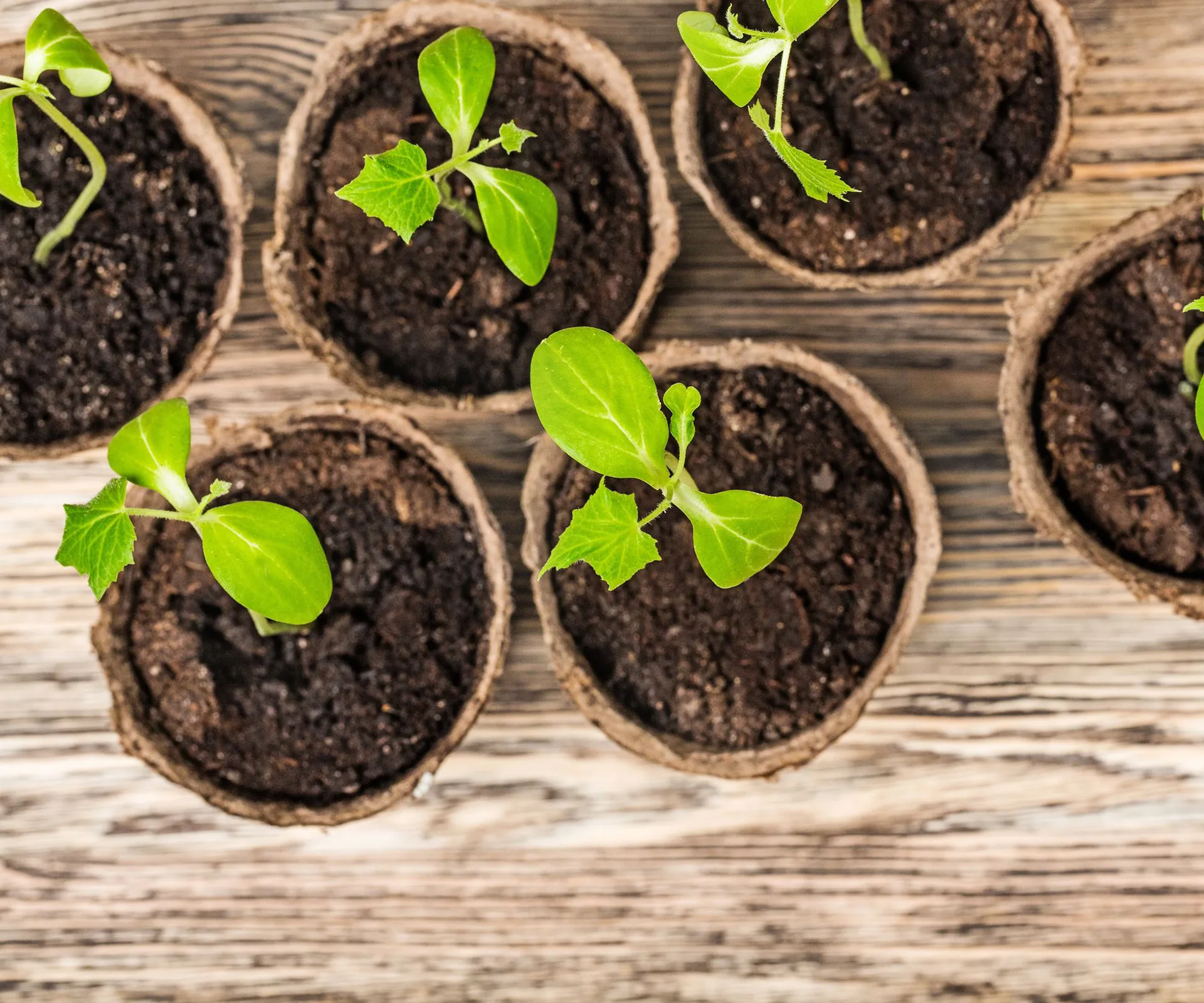 seedlings