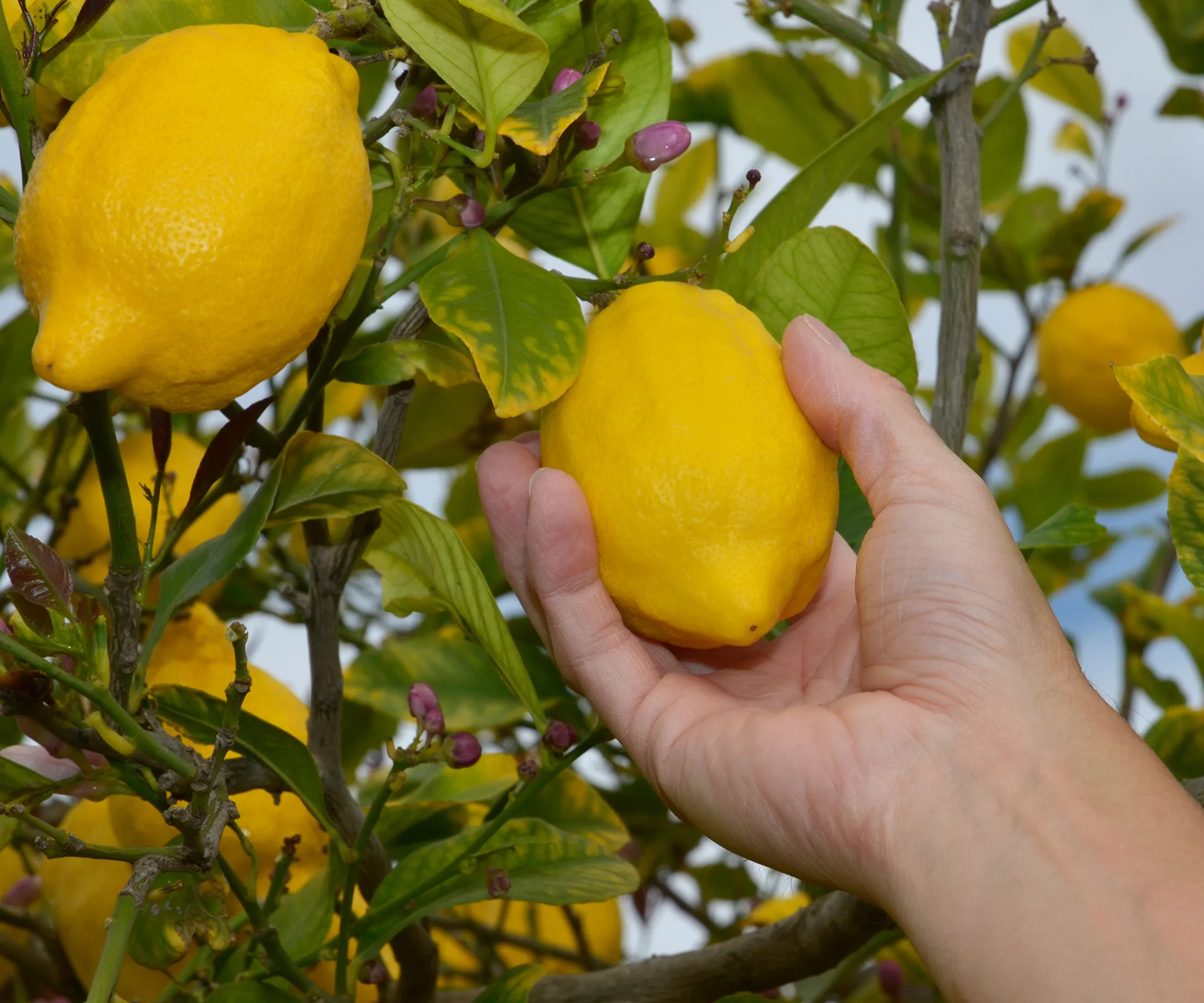lemons