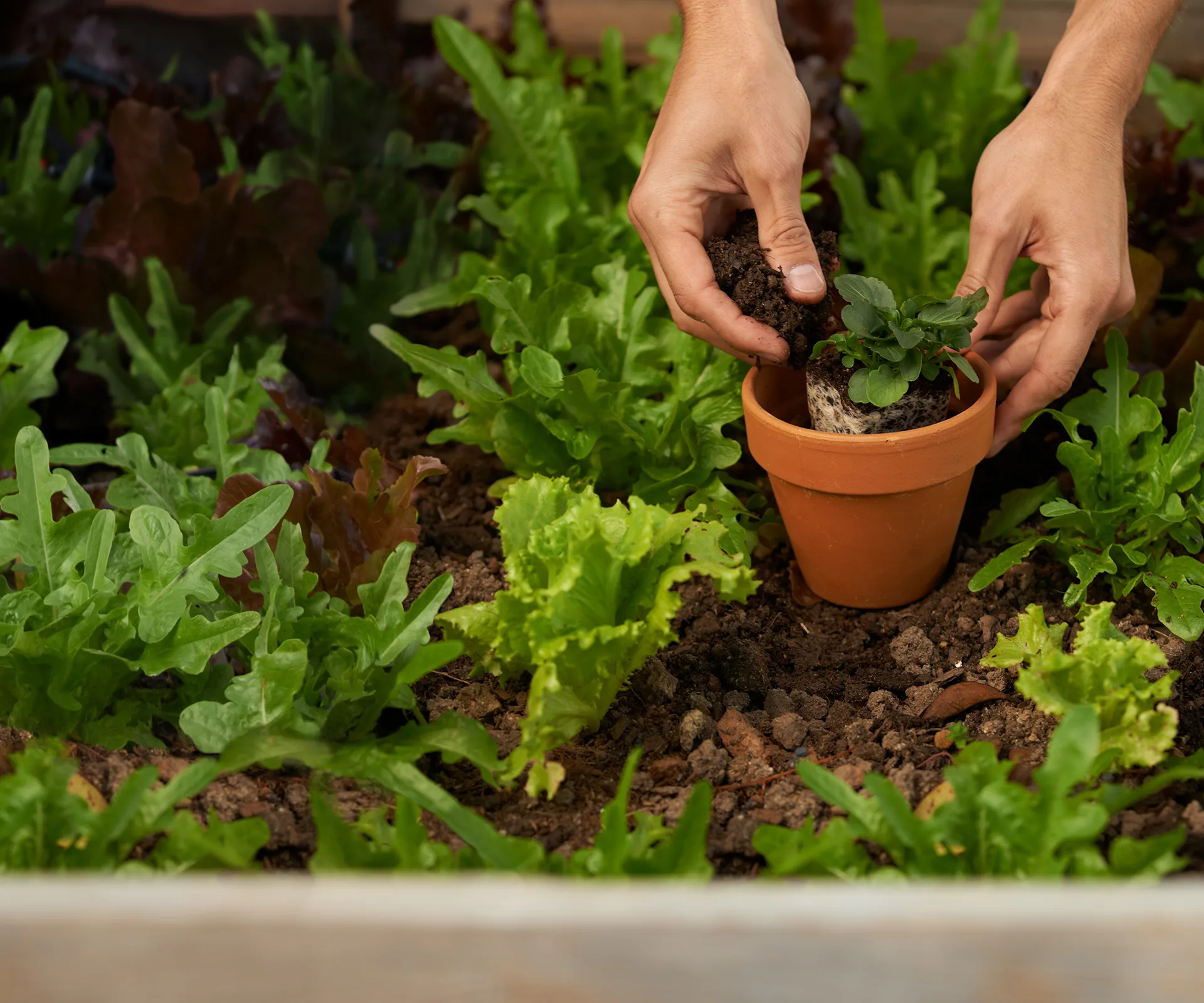 planting