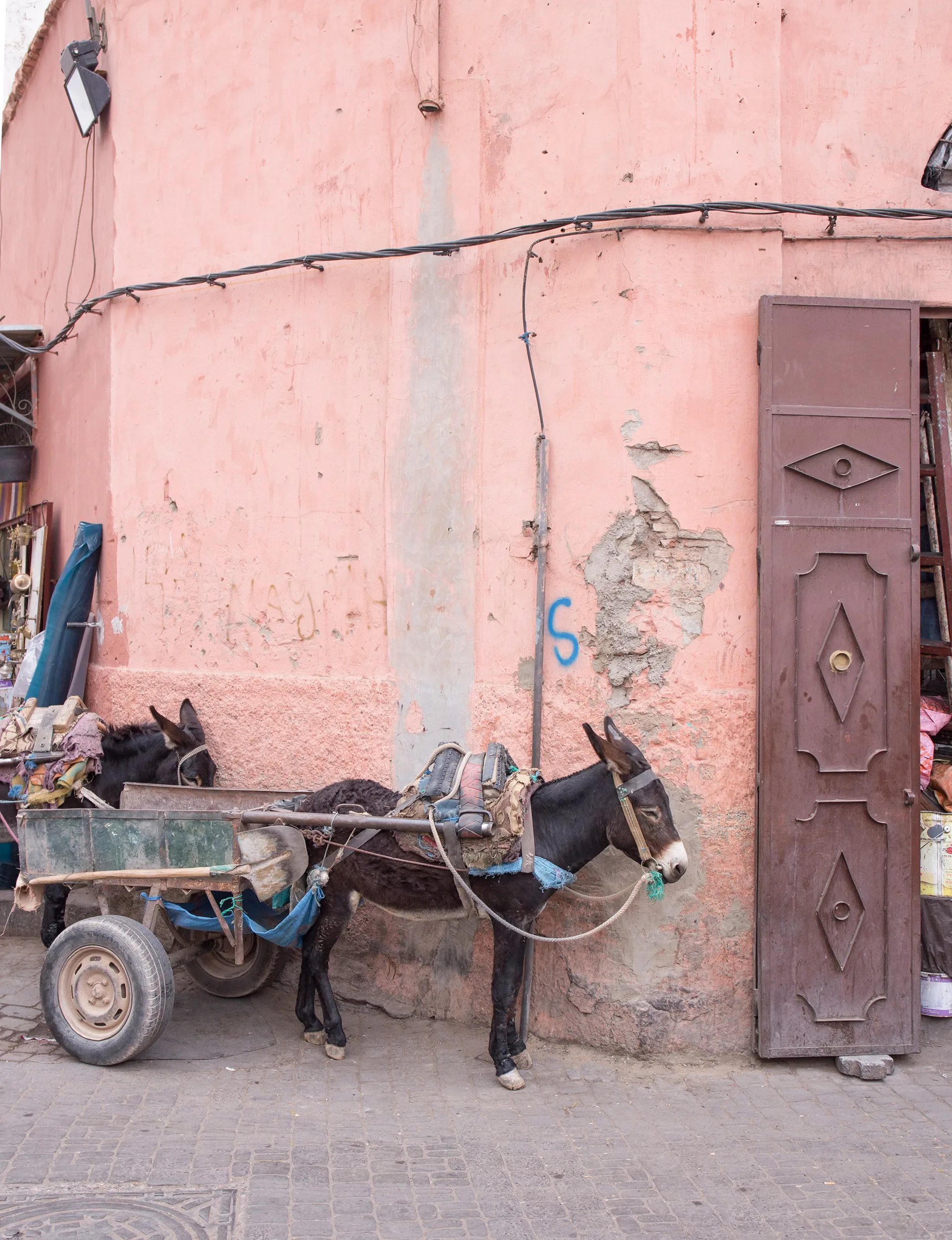 Morocco-donkey