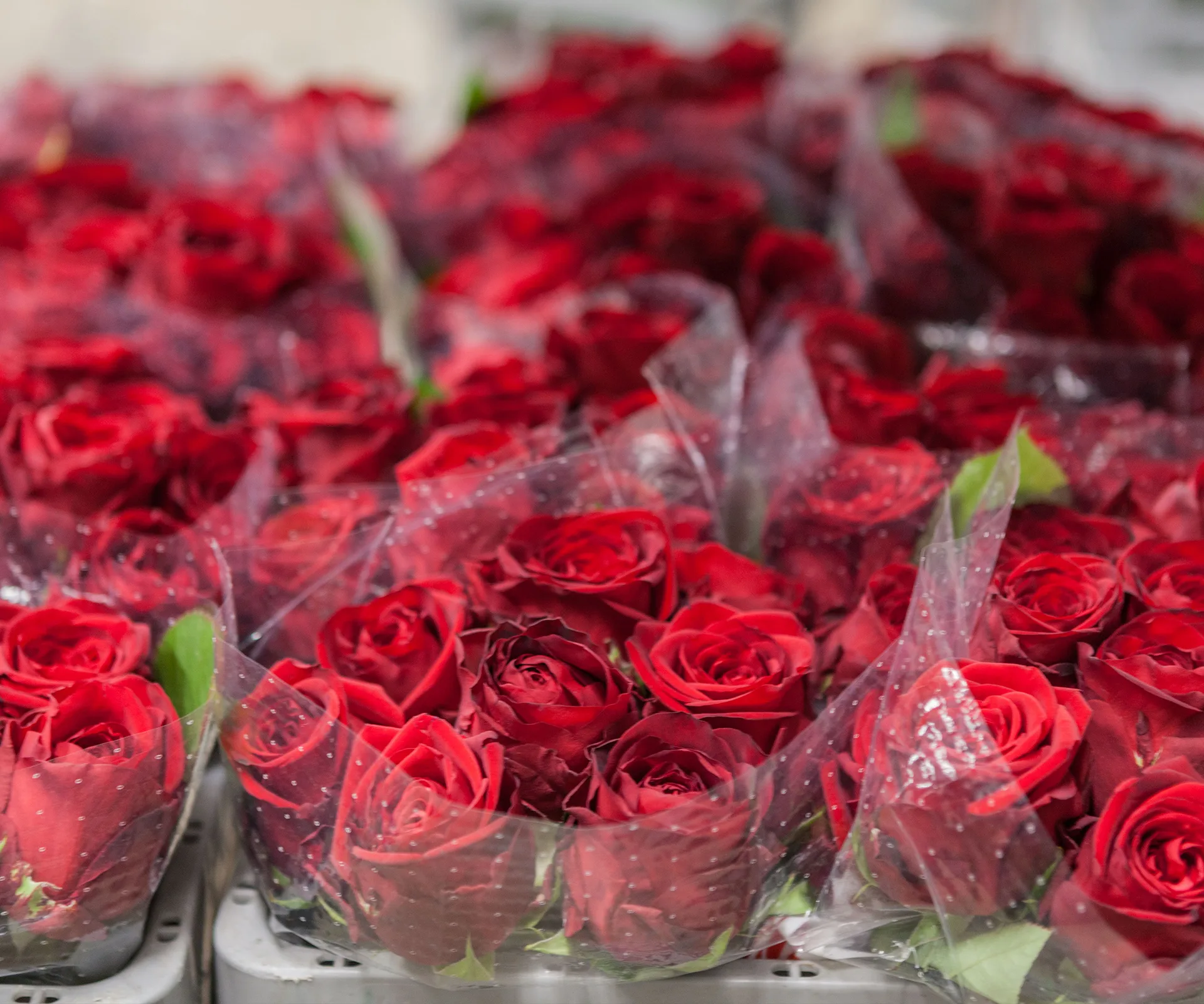 How to make roses last longer