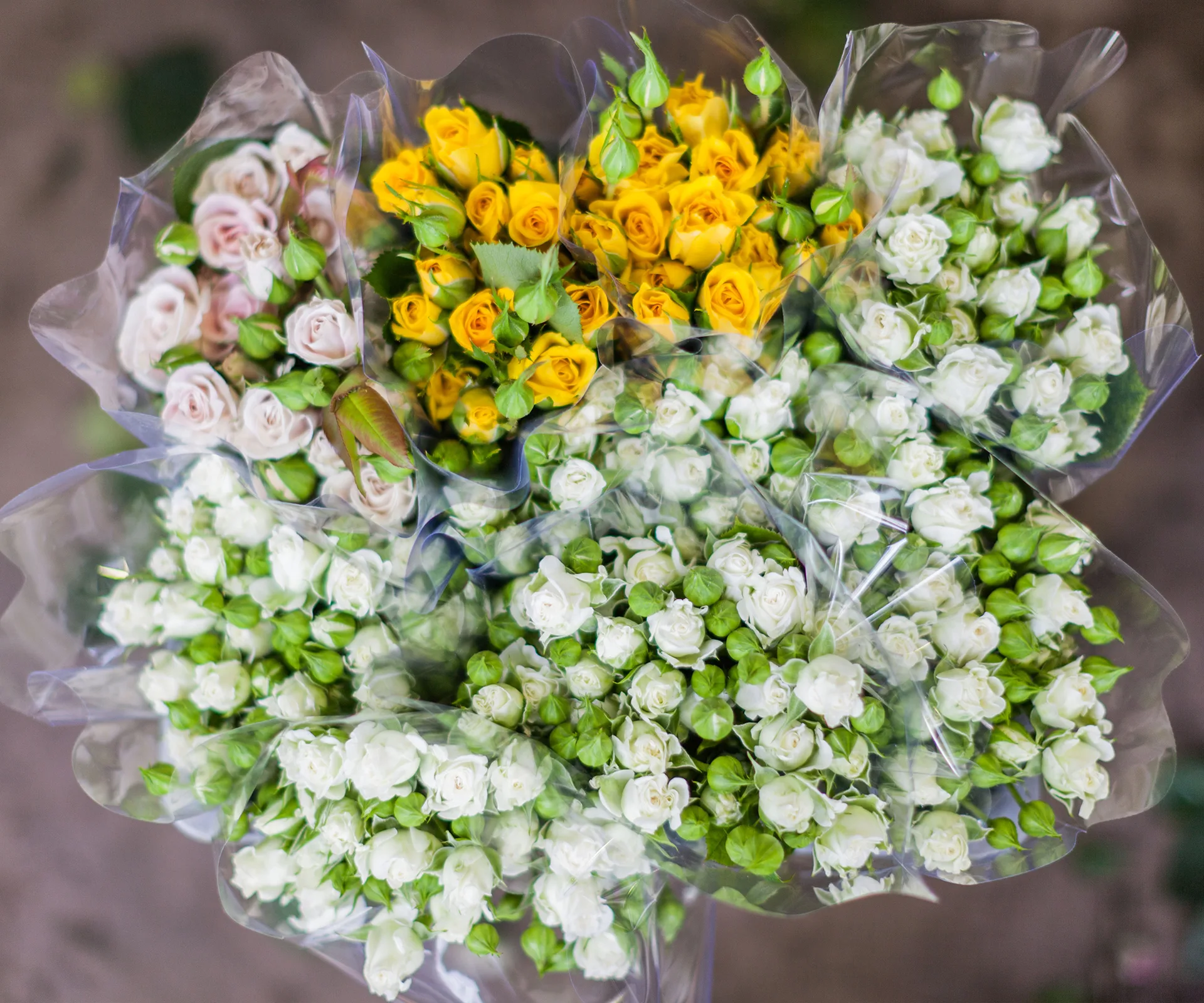 How to make roses last longer