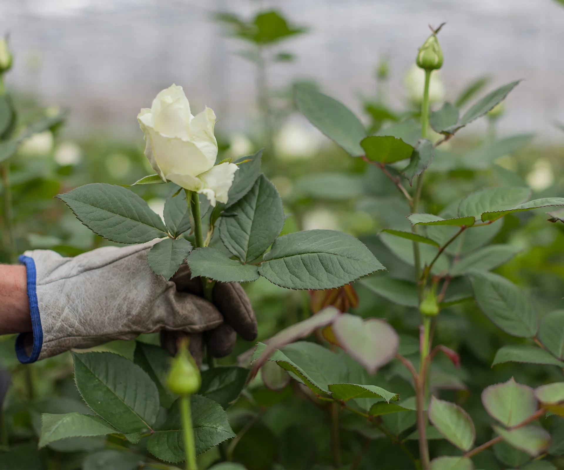 How to make roses last longer
