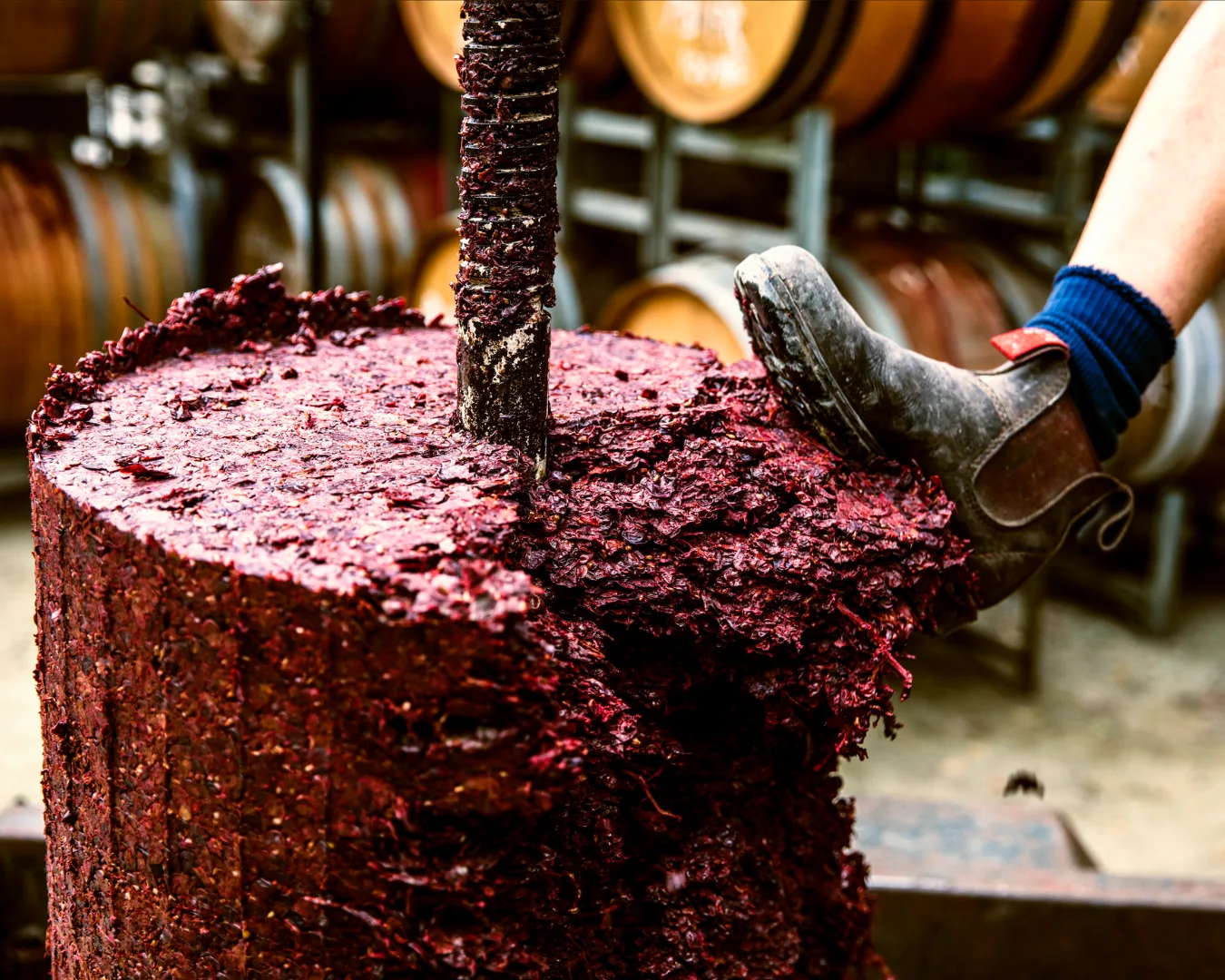 Grapes after being pressed to make wine.