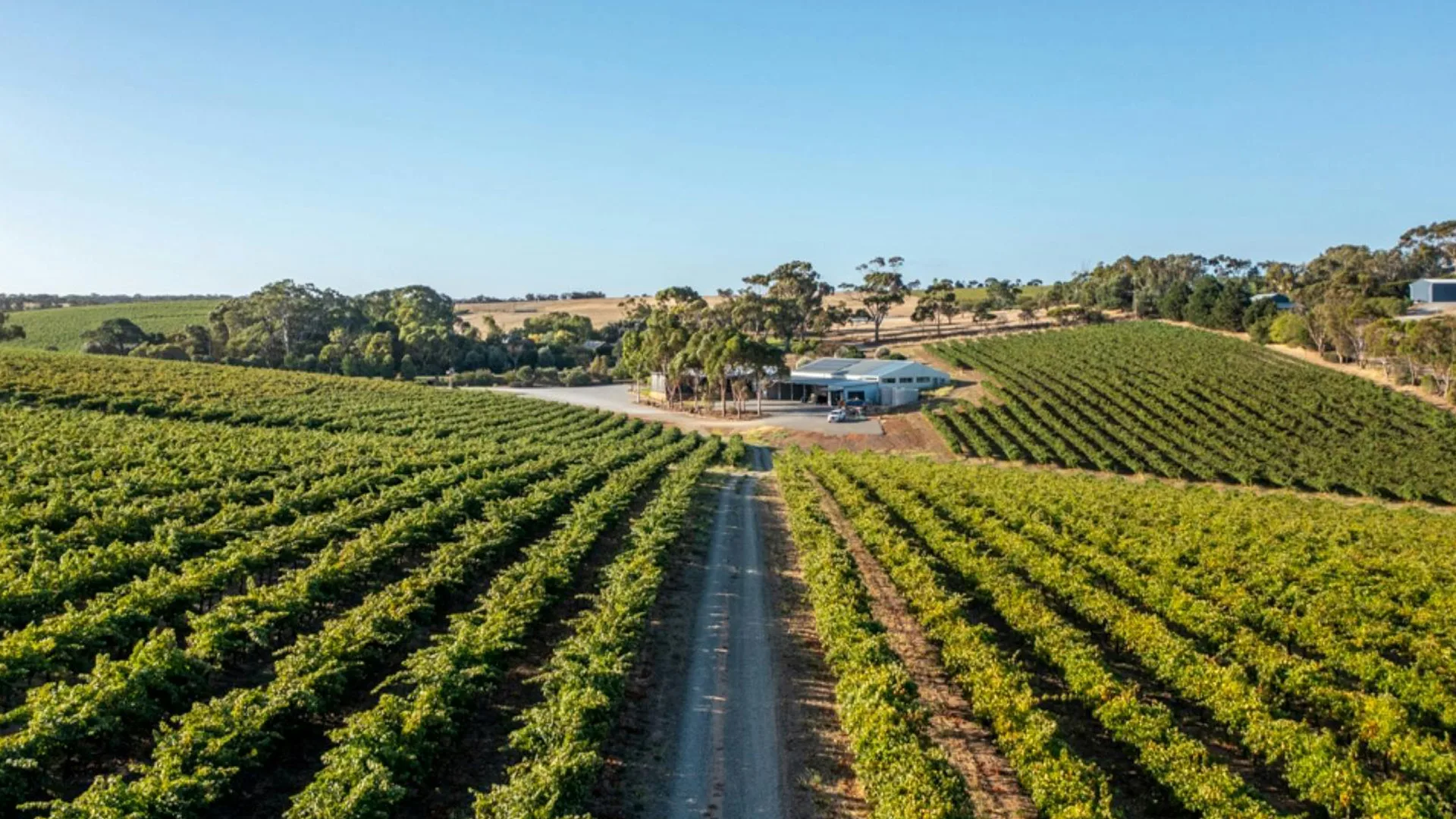 Oliver's Taranga vineyards in South Australia