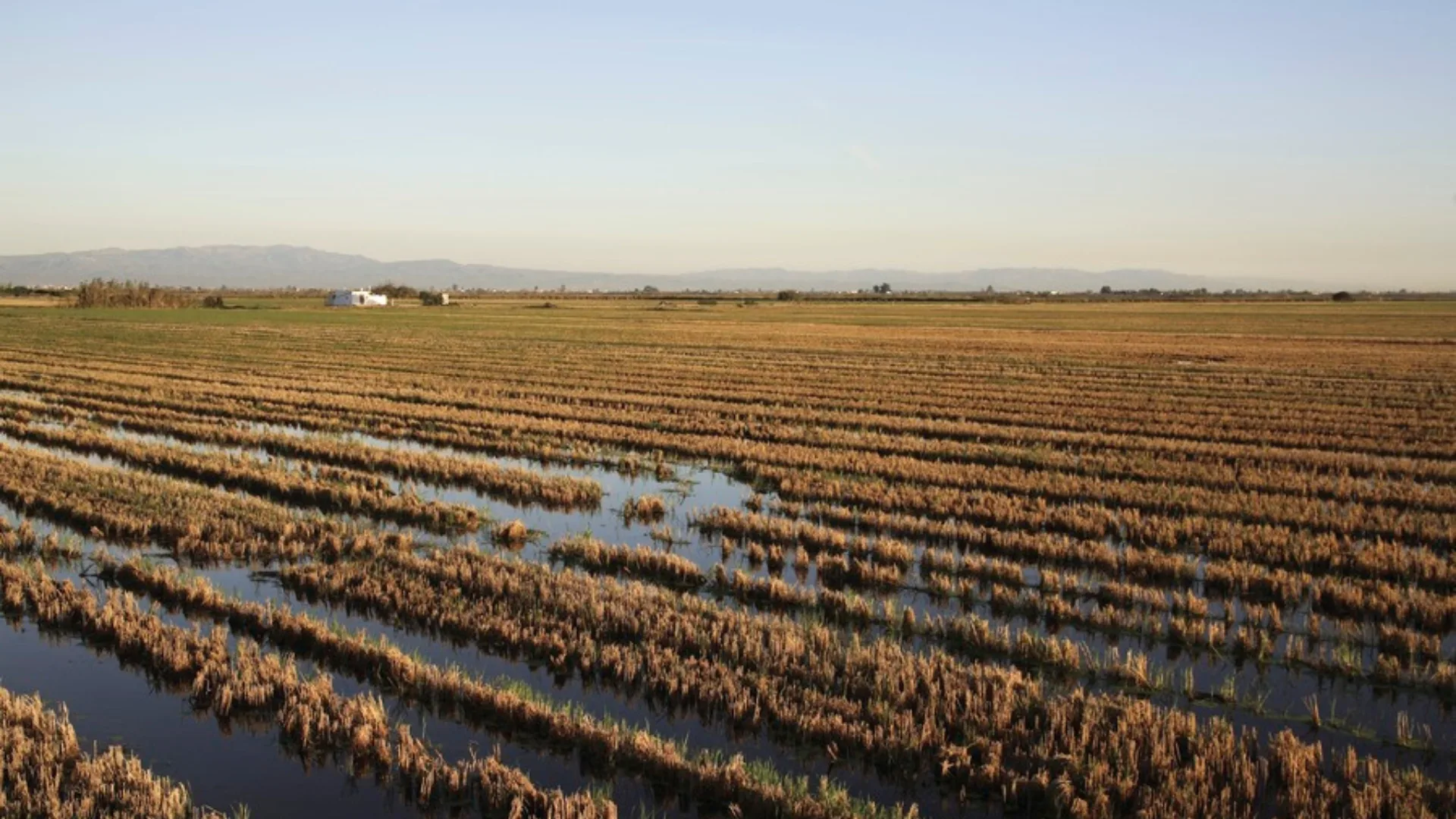 The Ebro Delta - one of the Mediterranean’s largest wetlands