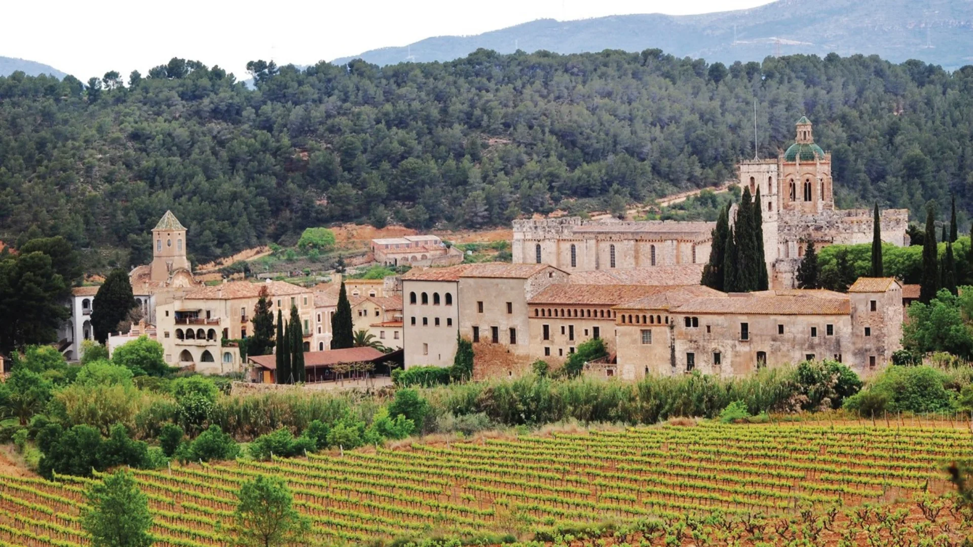 A vineyard overlooking Santa Creus and its abbey in Aiguamúrcua, Tarragona.