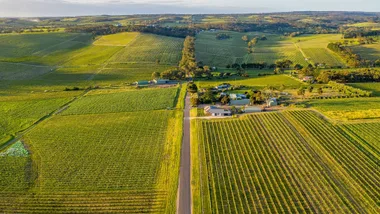 A view of the vineyards at Sherrah, Lino and Bondar in McLaren Vale