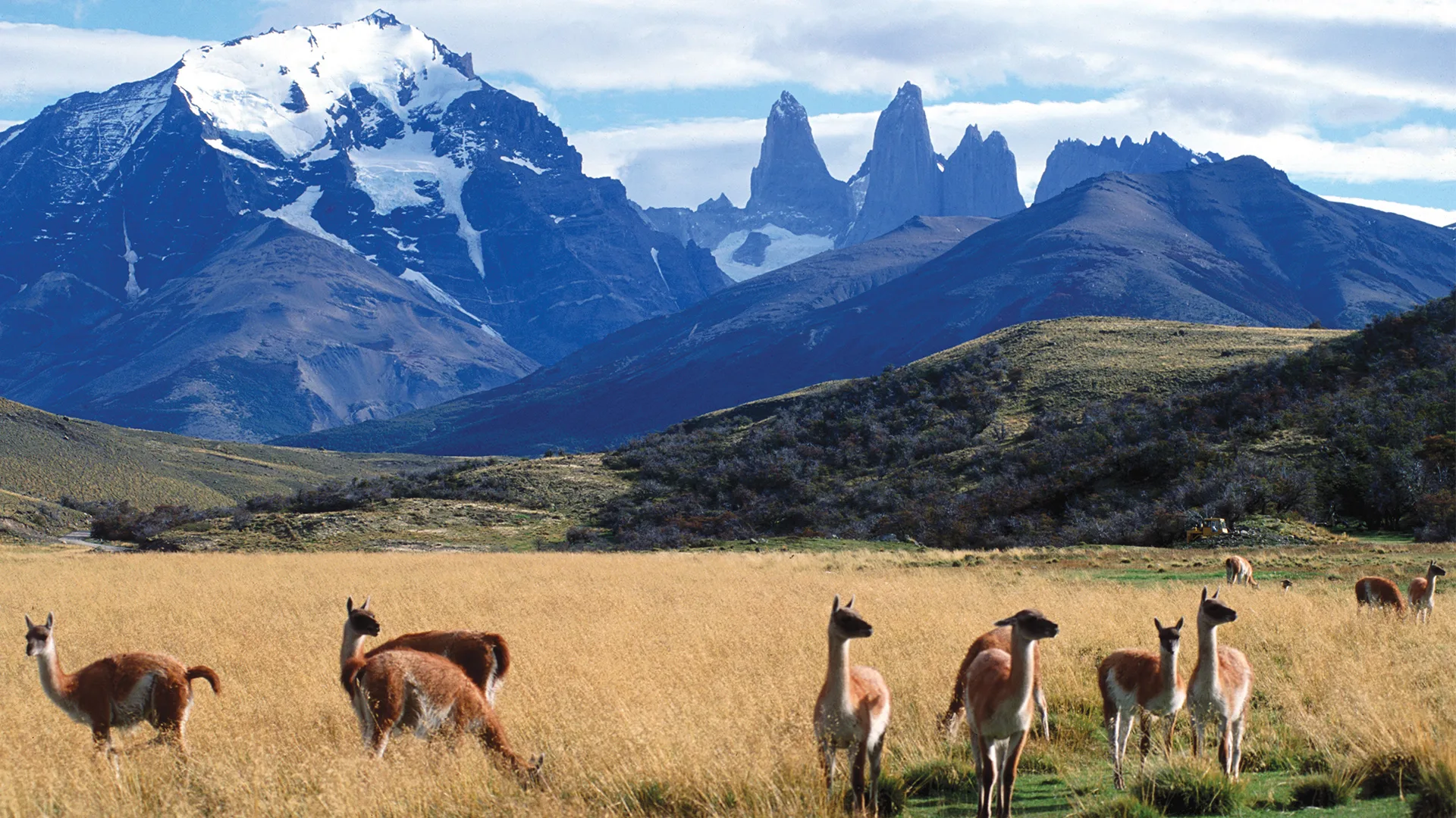 Alpacas near Tierra Patagonia.