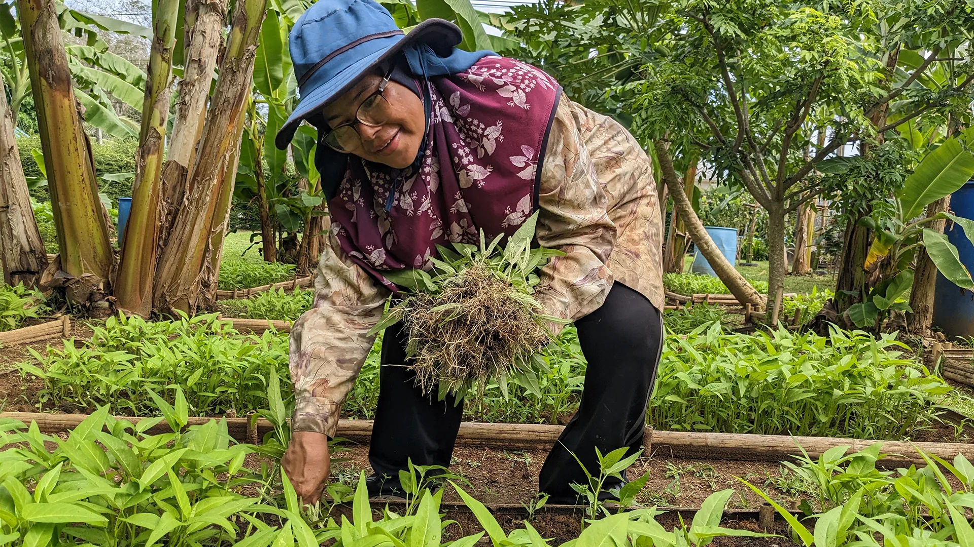 Pineapple harvesting at Bang Rong village.