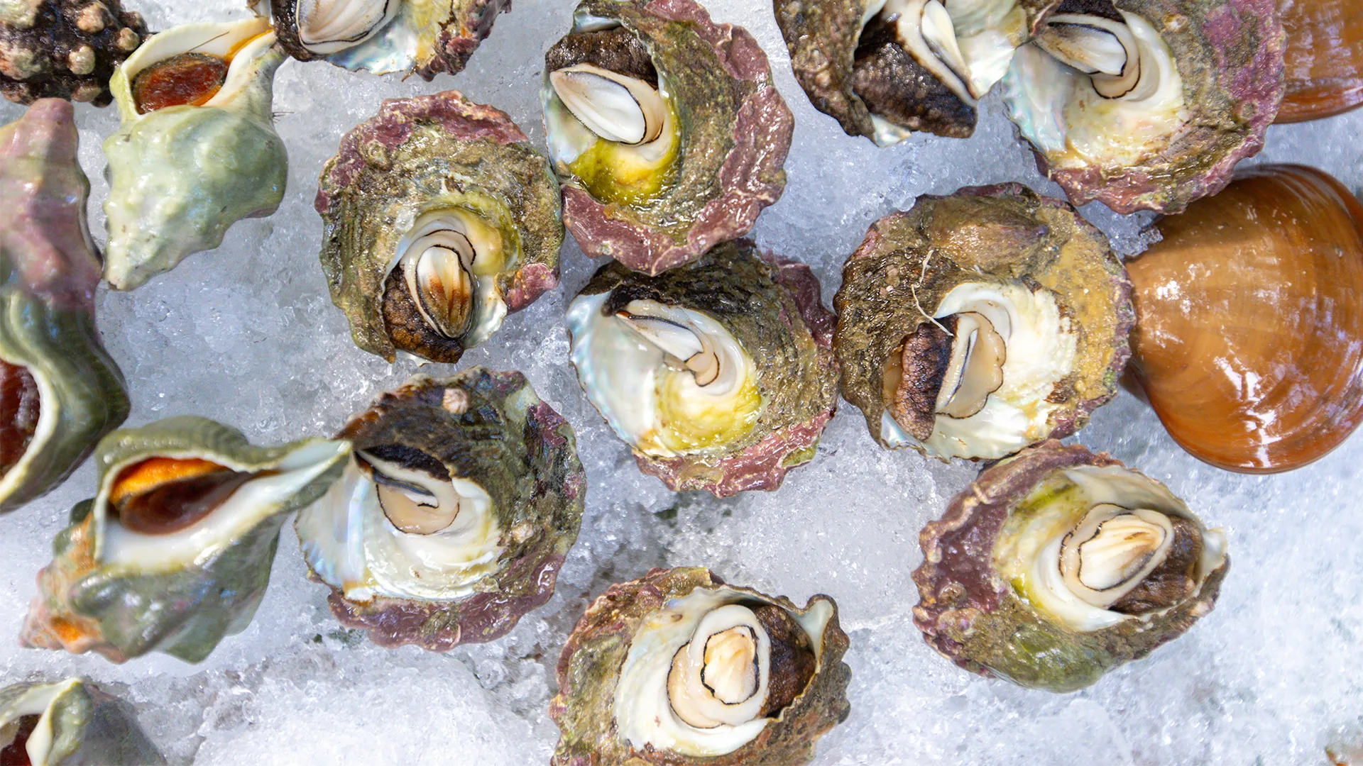 Fresh seafood at Arca restaurant Tulum Mexico