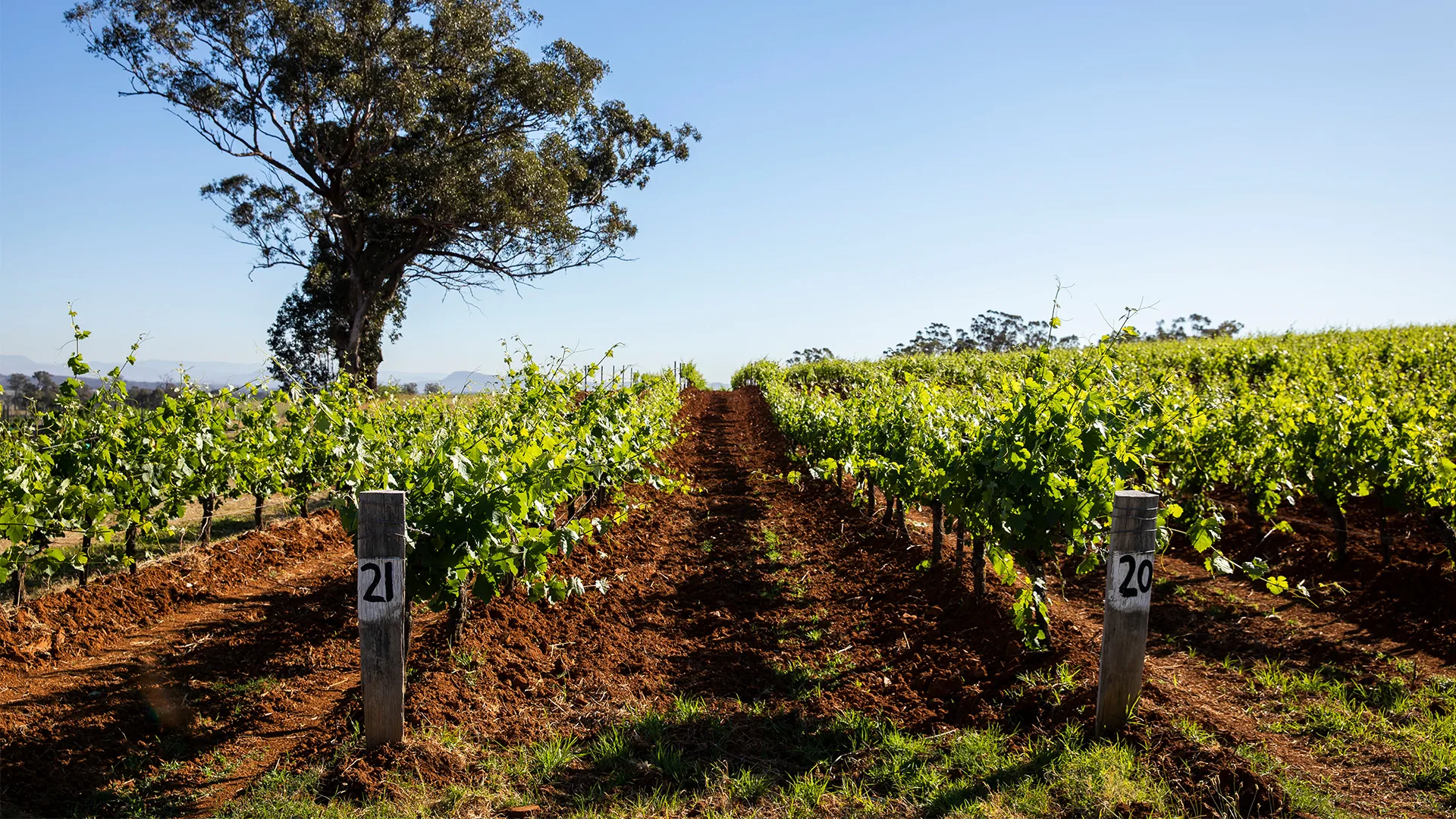 The vines at Tyrell's vineyard in the Hunter Valley NSW.