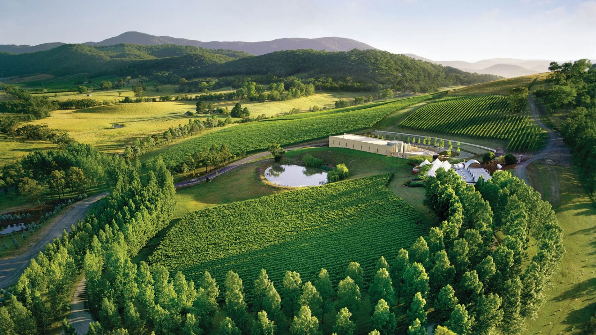 View from above Tarrawarra vineyards