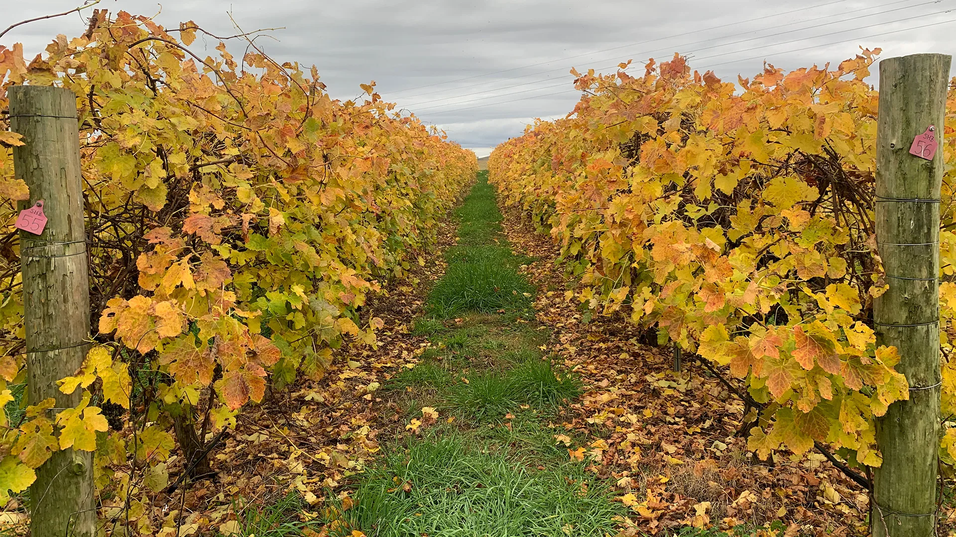 The Shiraz vines at Lark Hill winery