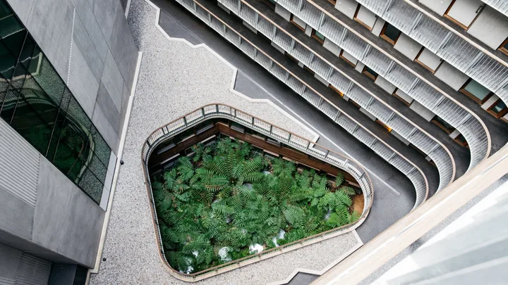 The modern internal chasm of Ovolo Nishi is lined with Tasmanian Ferns.