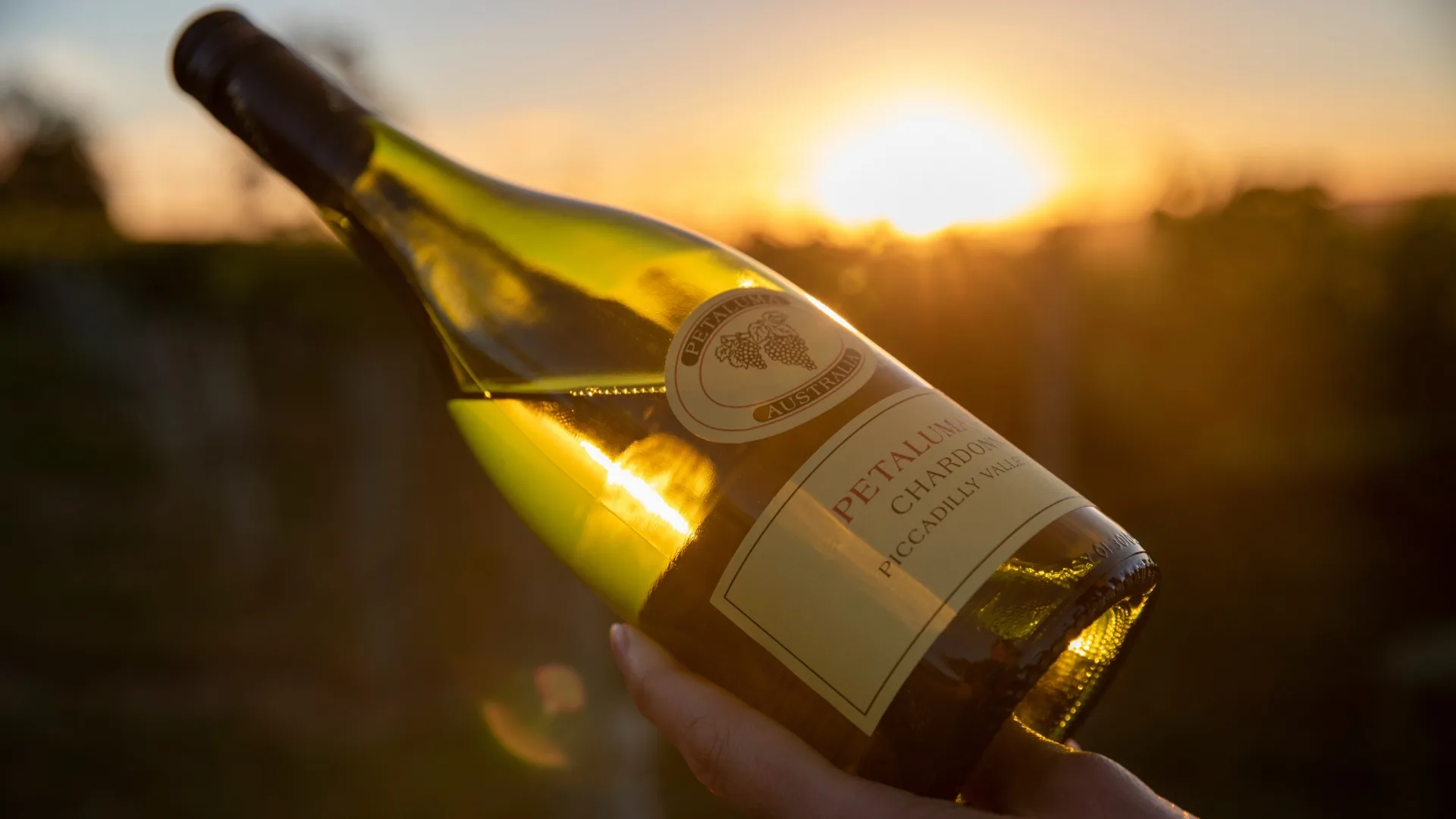 Petaluma wine bottle of Piccadilly Valley Chardonnay 2024 held up to the sun