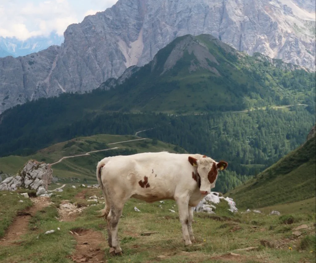 A cow in front of the mountain in the Dolomites, Italy