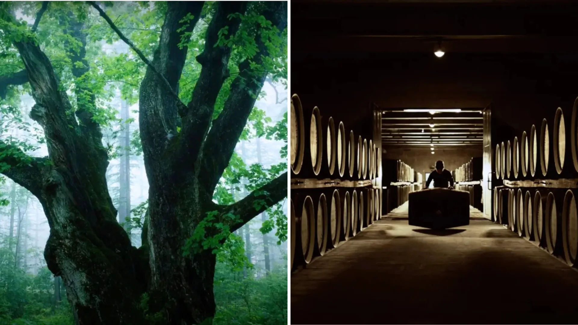 Mizunara rarest whisky