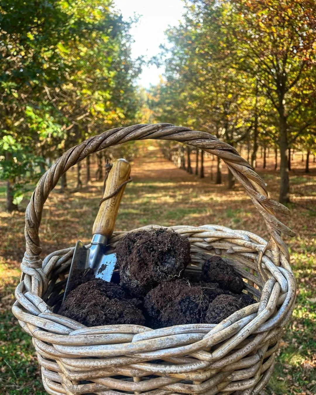 the truffle farm in tasmania