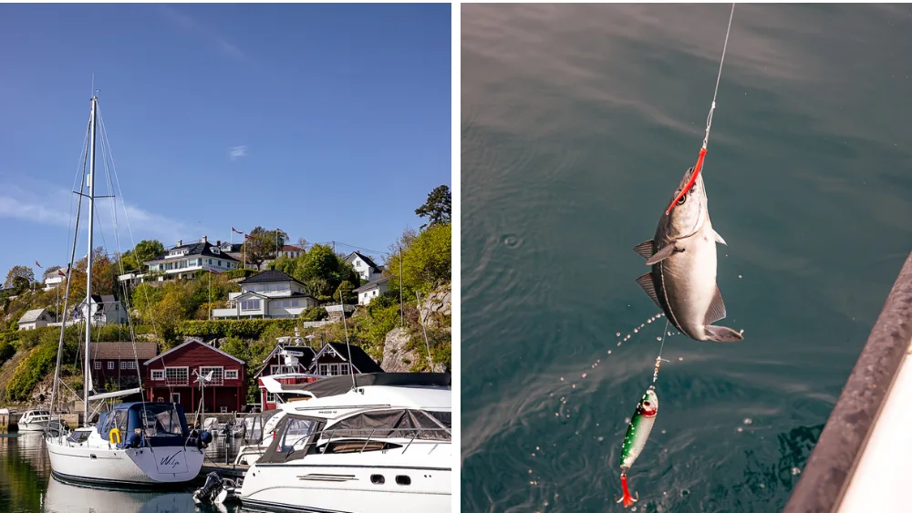 Bekkjarvik harbour and a hooked pollock on a fishing trip