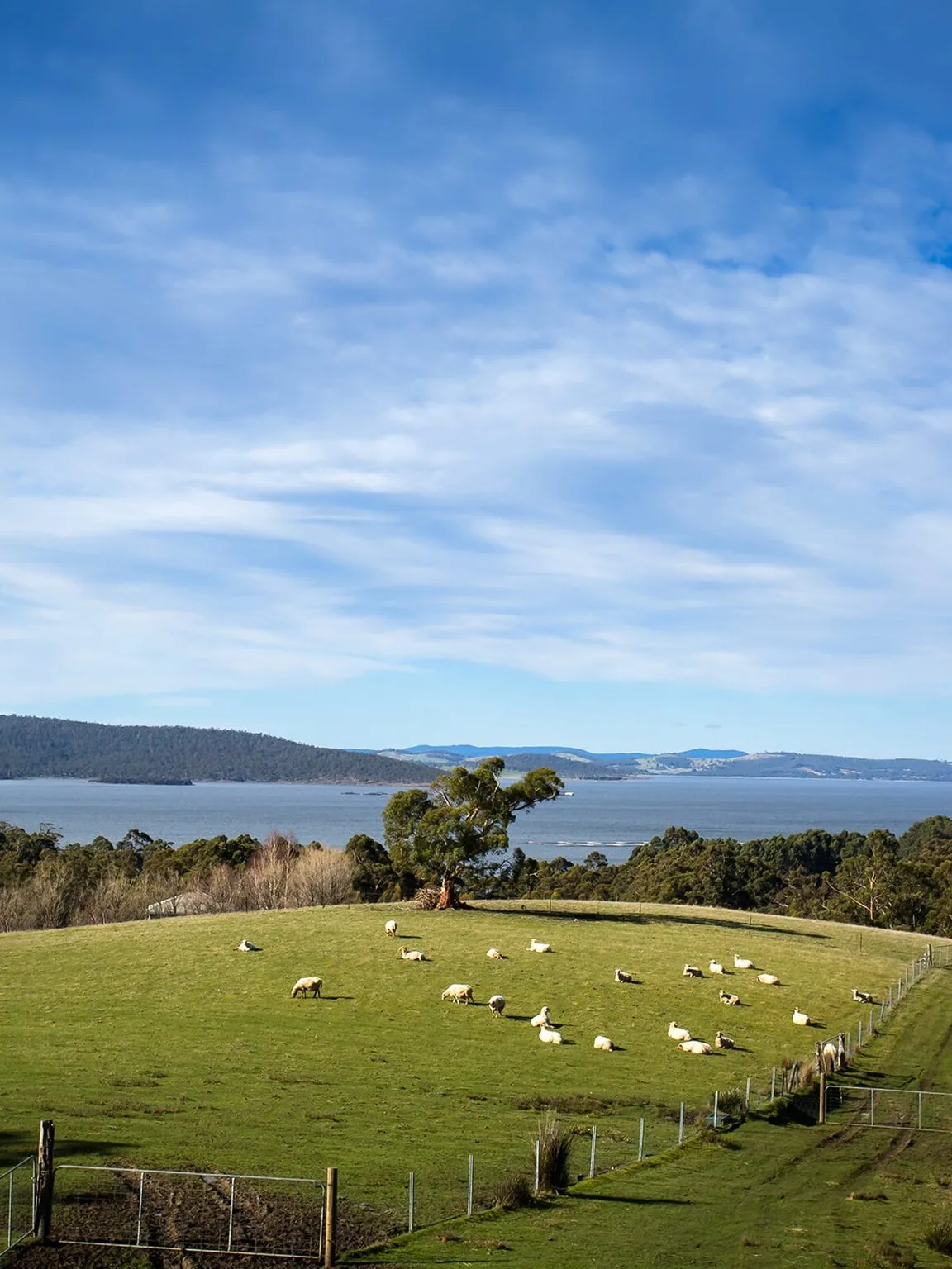 grandvewe cheeses tasmania