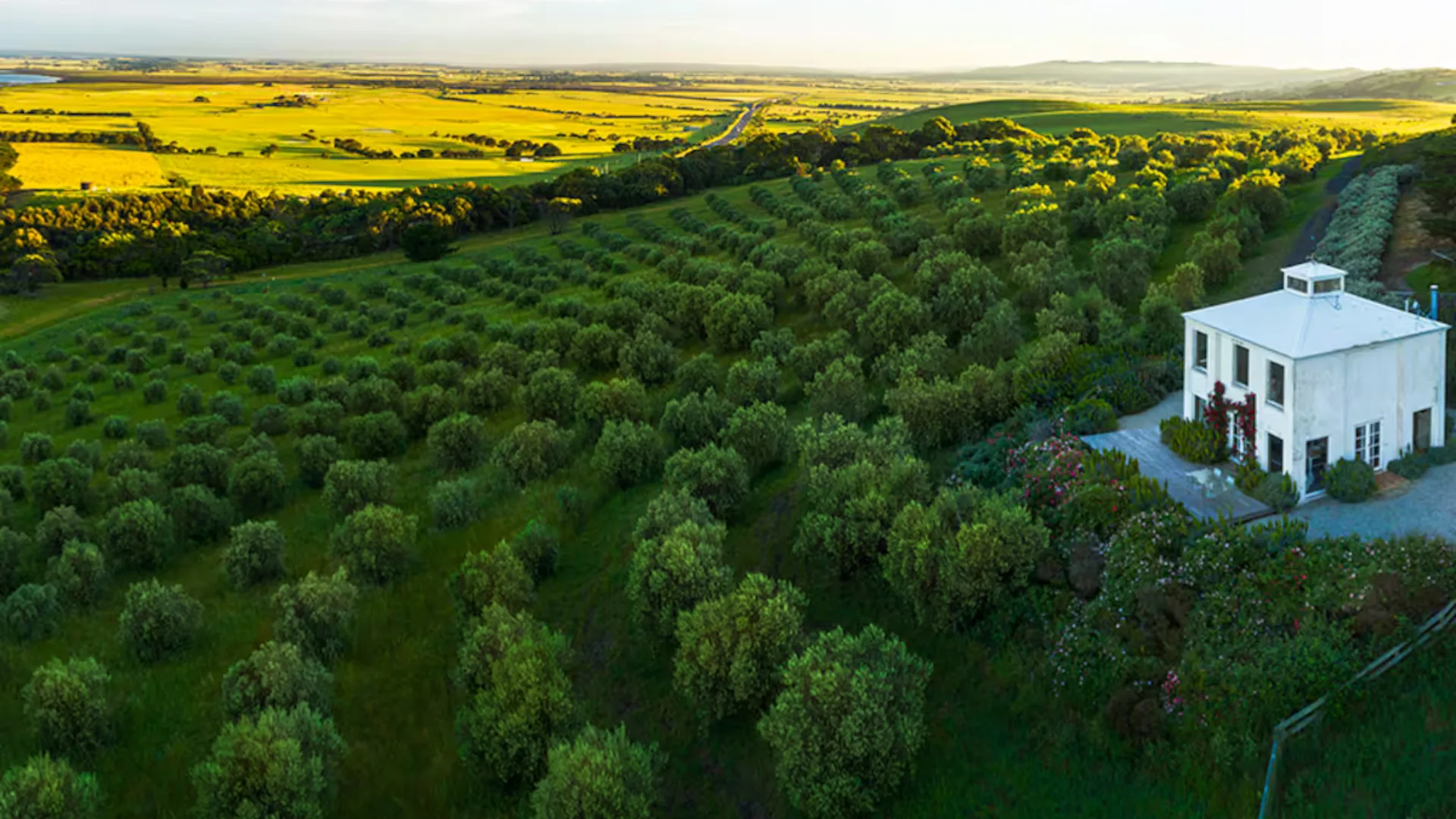 The House On The Hill, an Airbnb in Victoria, San Remo surrounded by Olive groves.
