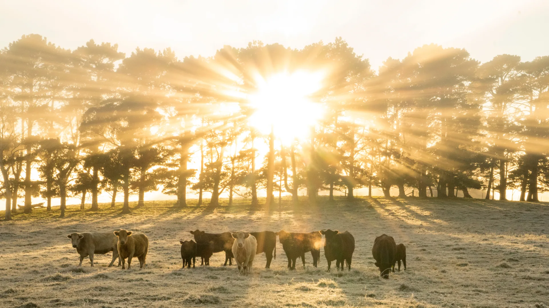 Cattle, Southern Highlands NSW