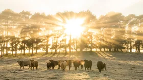 Cattle, Southern Highlands NSW