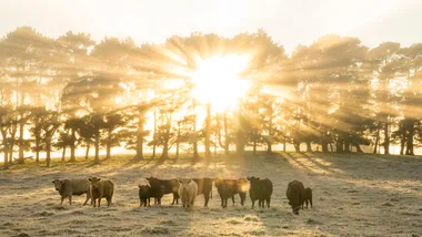 Cattle, Southern Highlands NSW